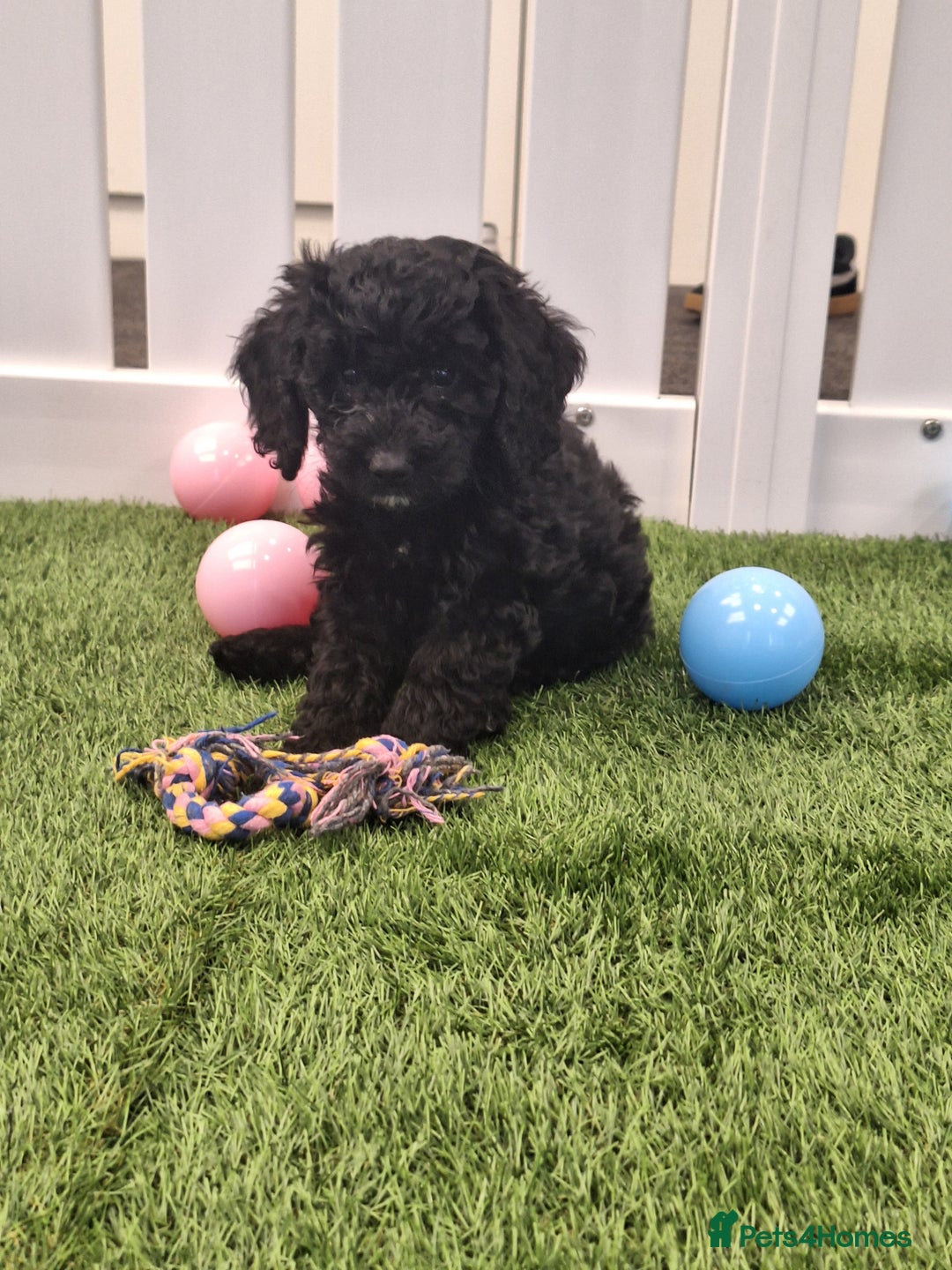 Cockapoo dogs for sale: Beautiful cockapoo puppies  - Image 8