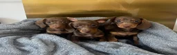 Miniature Dachshund dogs for sale: KC Registered Miniature Dachshund girls - Advert 1