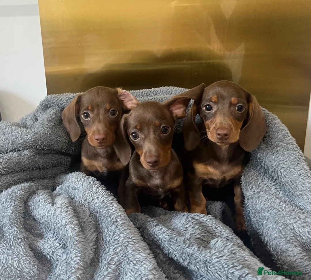 Miniature Dachshund dogs for sale: KC Registered Miniature Dachshund girls - Advert 1