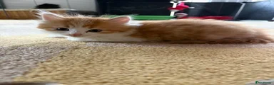 Mixed Breed 2