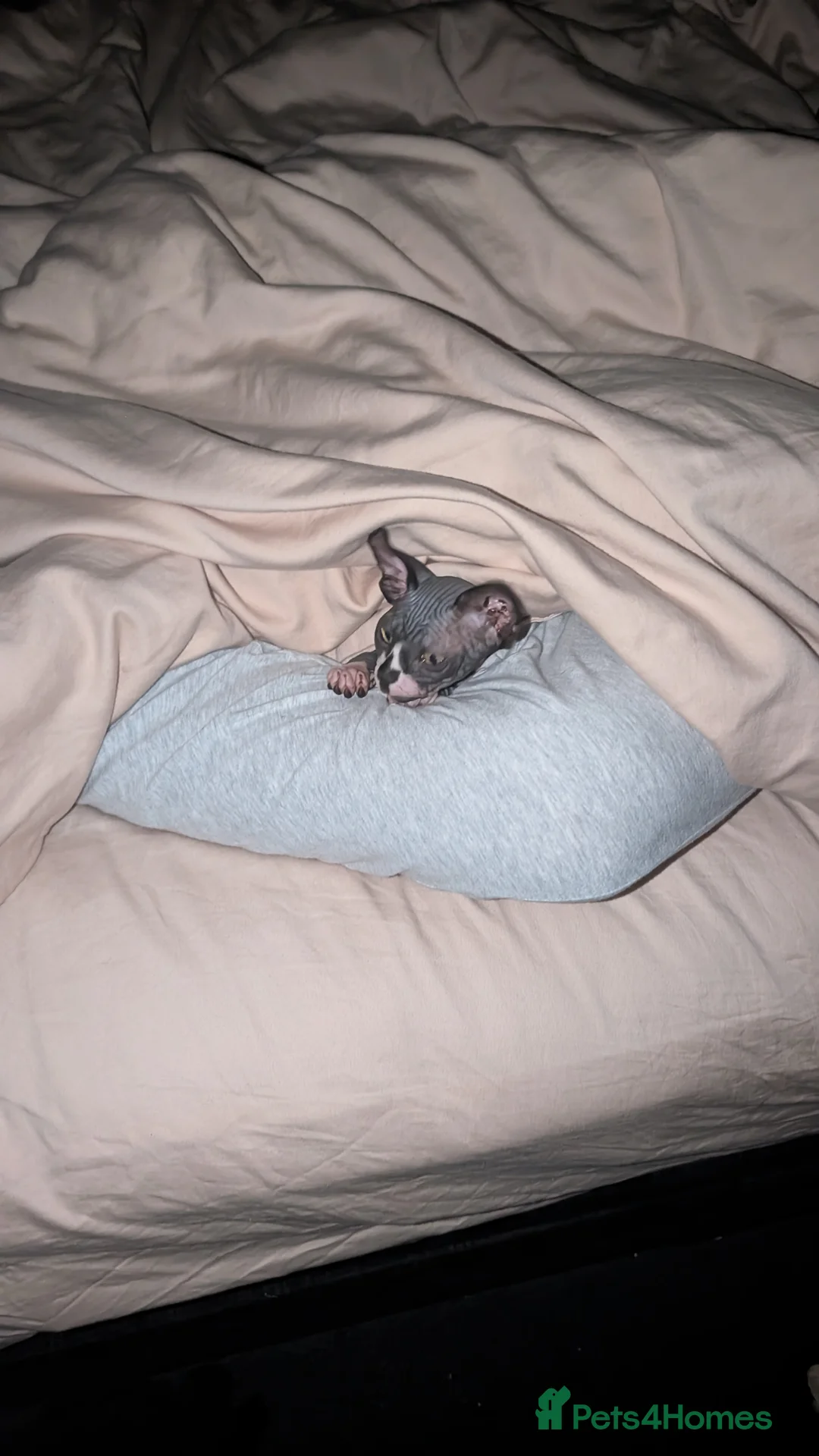 Sphynx cats for sale: 6 month female sphynx kitten - Advert 4