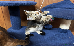 Bengal cats for sale: ​​Bengal Mix - Boy Kitten. Ready 2 Go! - Image 12