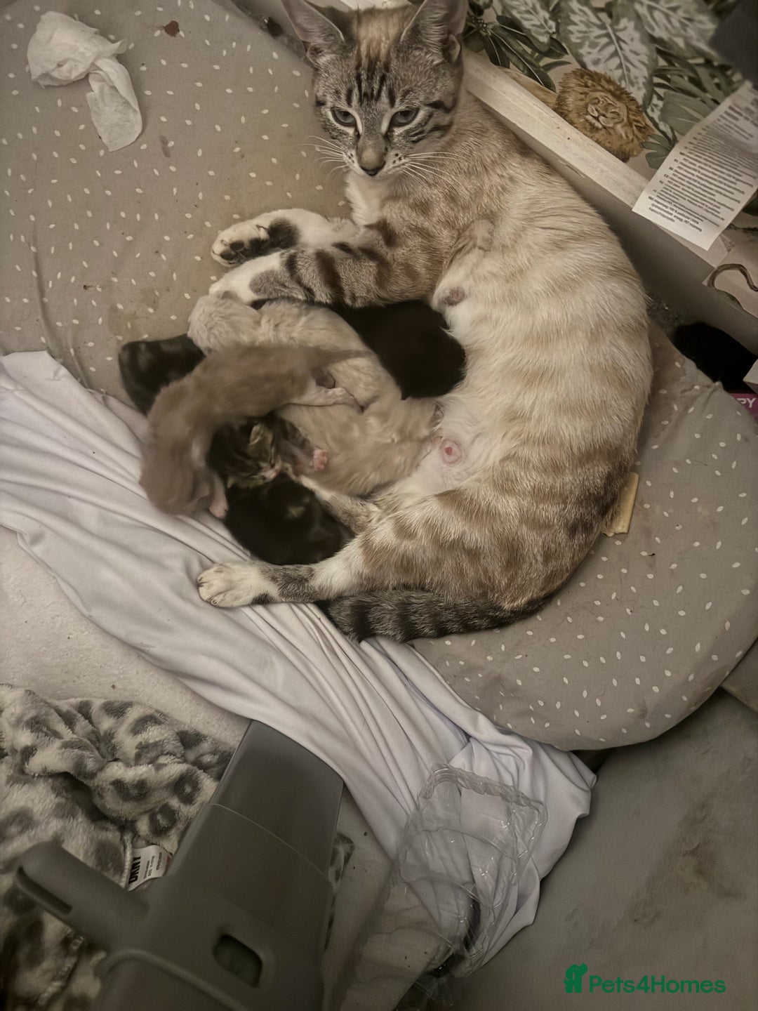 Bengal cats for sale: REDUCED Snow BengalS 1 REMAINING FEMALES REDUCED in Hook - Image 3