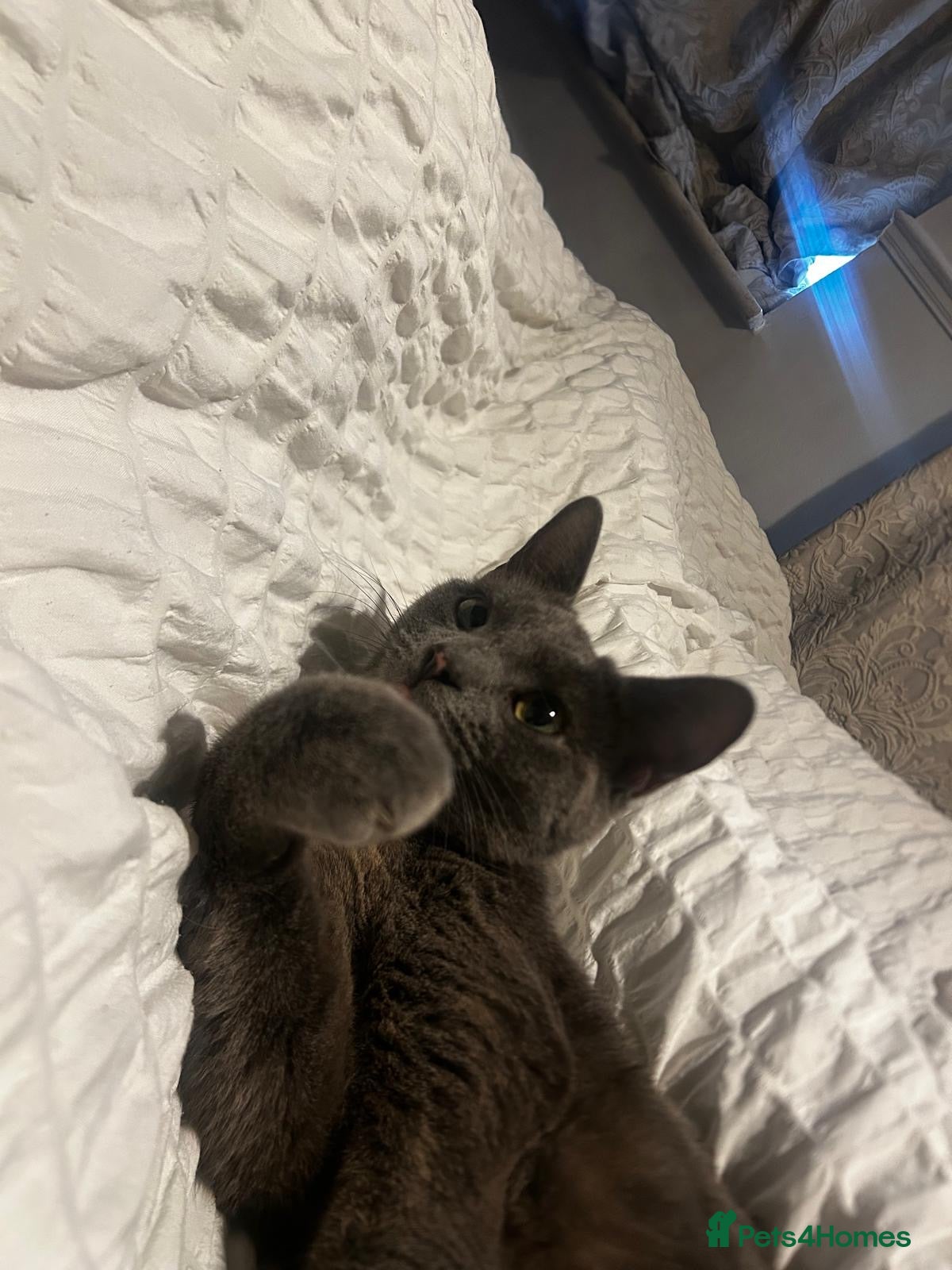 Mixed Breed cats Stunning Mixed Russian Blue Kittens - Advert 17