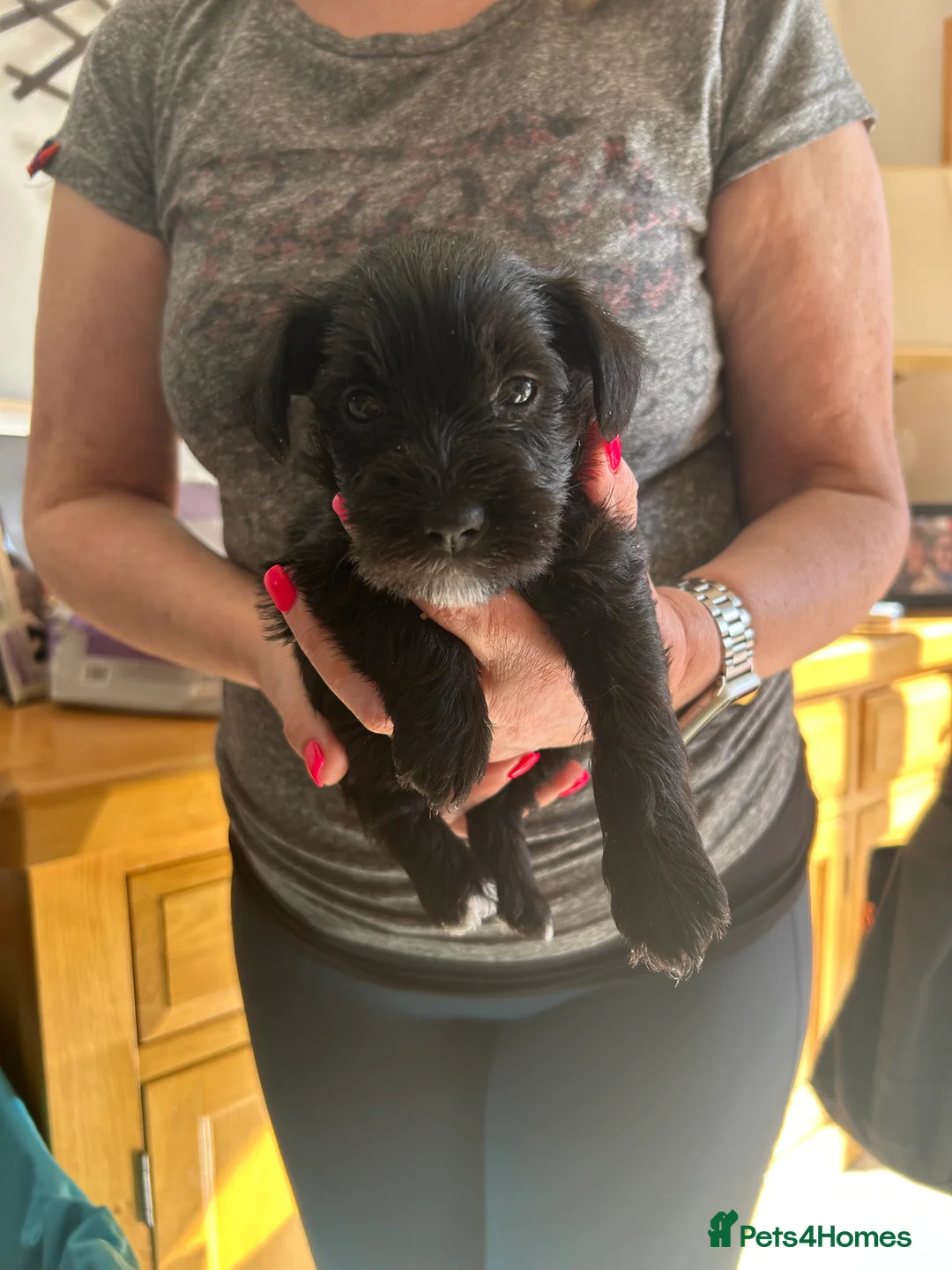 Miniature Schnauzer dogs for sale: Miniature schnauzer puppies for sale  - Advert 2