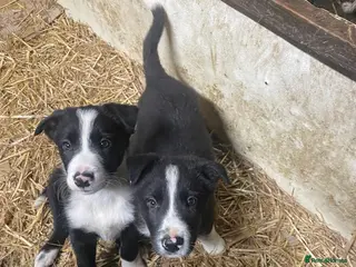 Border Collie dogs Border Collie Puppies in Alston - Advert 17
