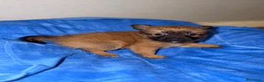 Mixed Breed 1