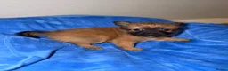 Mixed Breed dogs for sale: Gorgeous puppies  - Advert 6