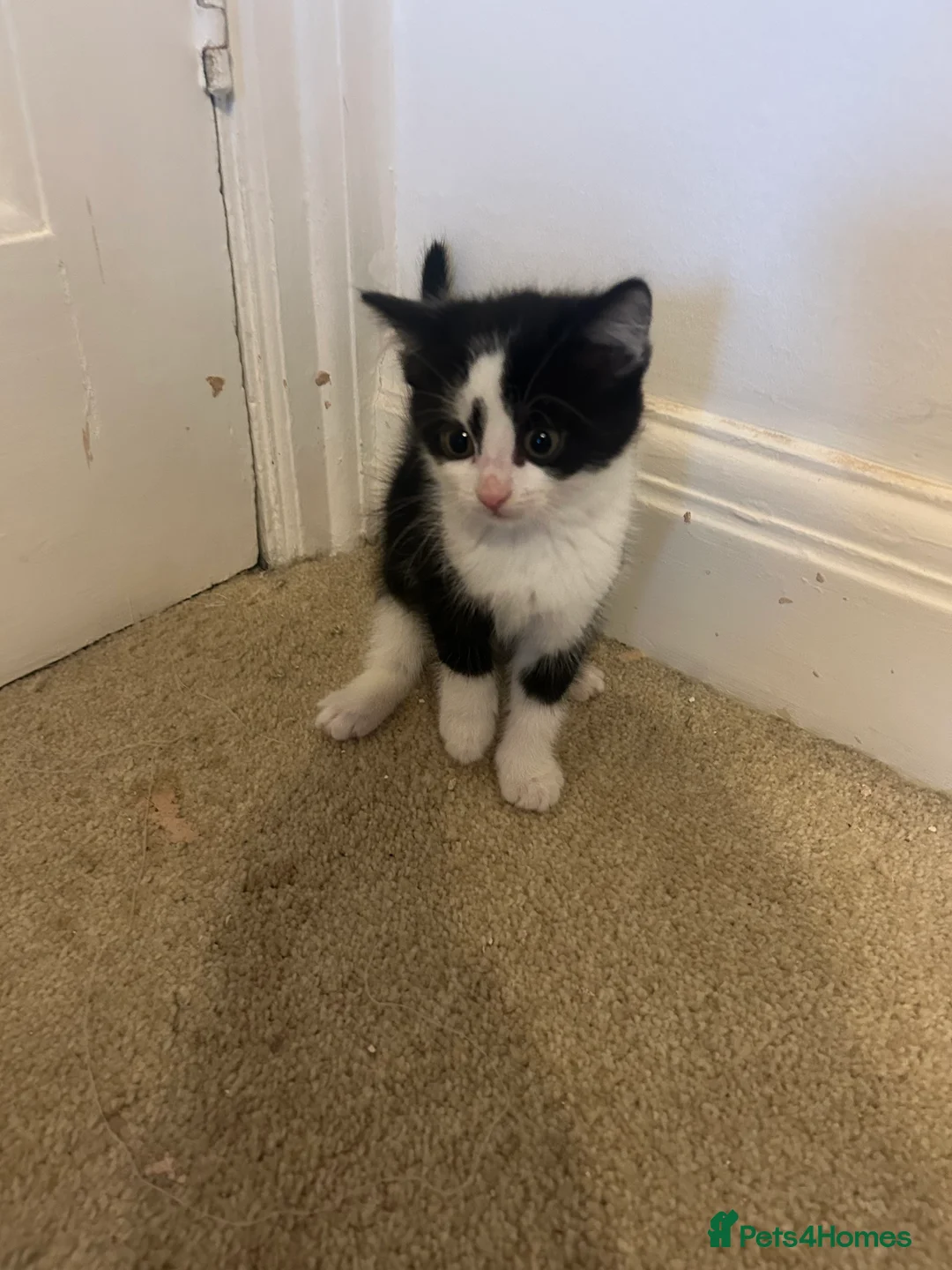 Mixed Breed cats for sale: Kittens for sale in Harrow - Advert 2