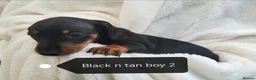 Miniature Dachshund dogs for sale: Mini dachshund  - Advert 6