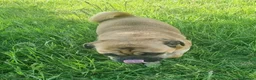 Jug dogs for adoption: One little Pug cross, One big heart in Kidderminster - Advert 2