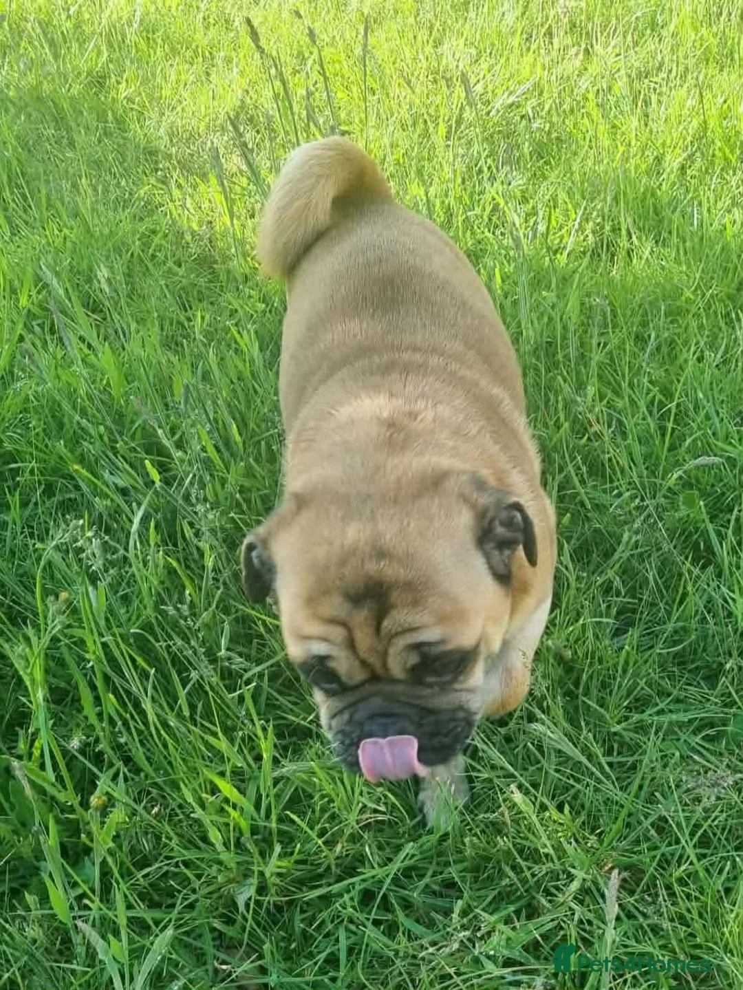 Jug dogs for adoption: One little Pug cross, One big heart in Kidderminster - Advert 2
