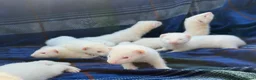 Ferret rodents for sale: Albino Ferret kits for sale  - Advert 11
