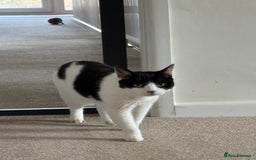 Domestic Shorthair cats for sale: Nyx - Shorthair Domestic  - Image 2