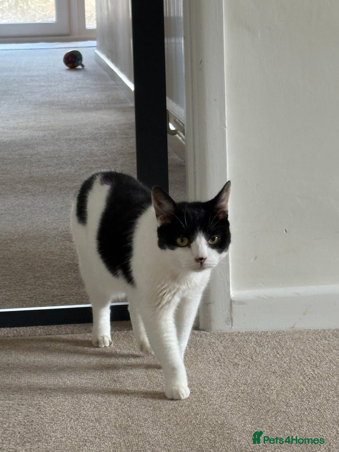 Domestic Shorthair cats for sale: Nyx - Shorthair Domestic  - Image 2
