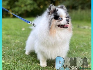 Pomeranian dogs - Advert 30