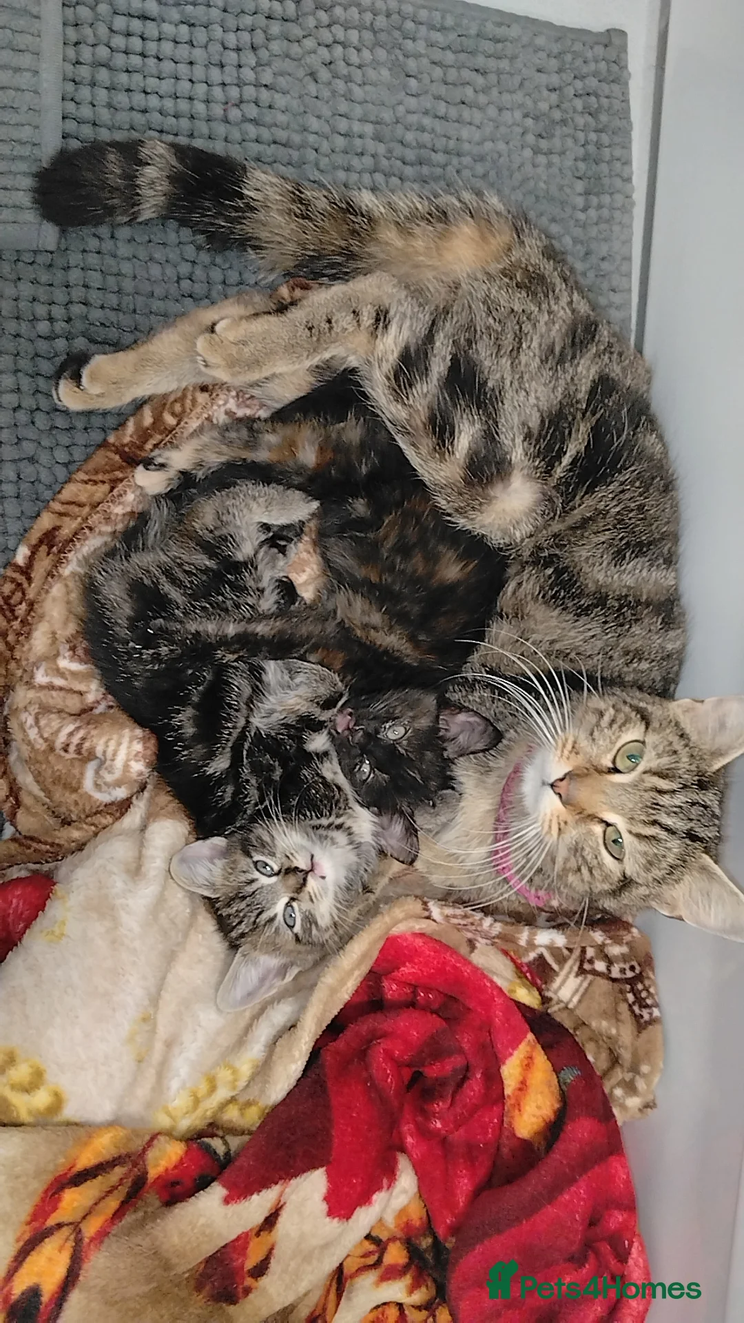 Mixed Breed cats for sale: Last kitten ready to go!  in Barry - Advert 2