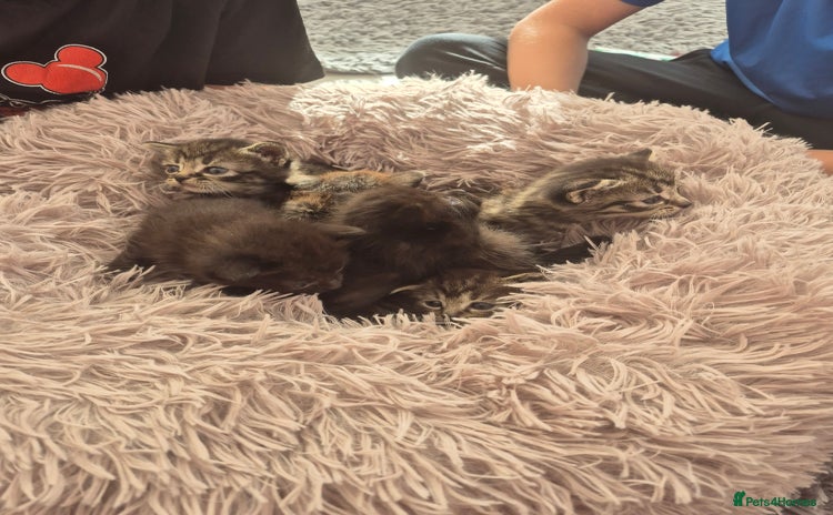 Domestic Shorthair cats - Advert 2