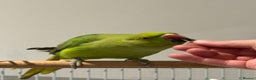 Ringnecks birds for sale: Young Green Ringneck Parakeet  - Advert 3