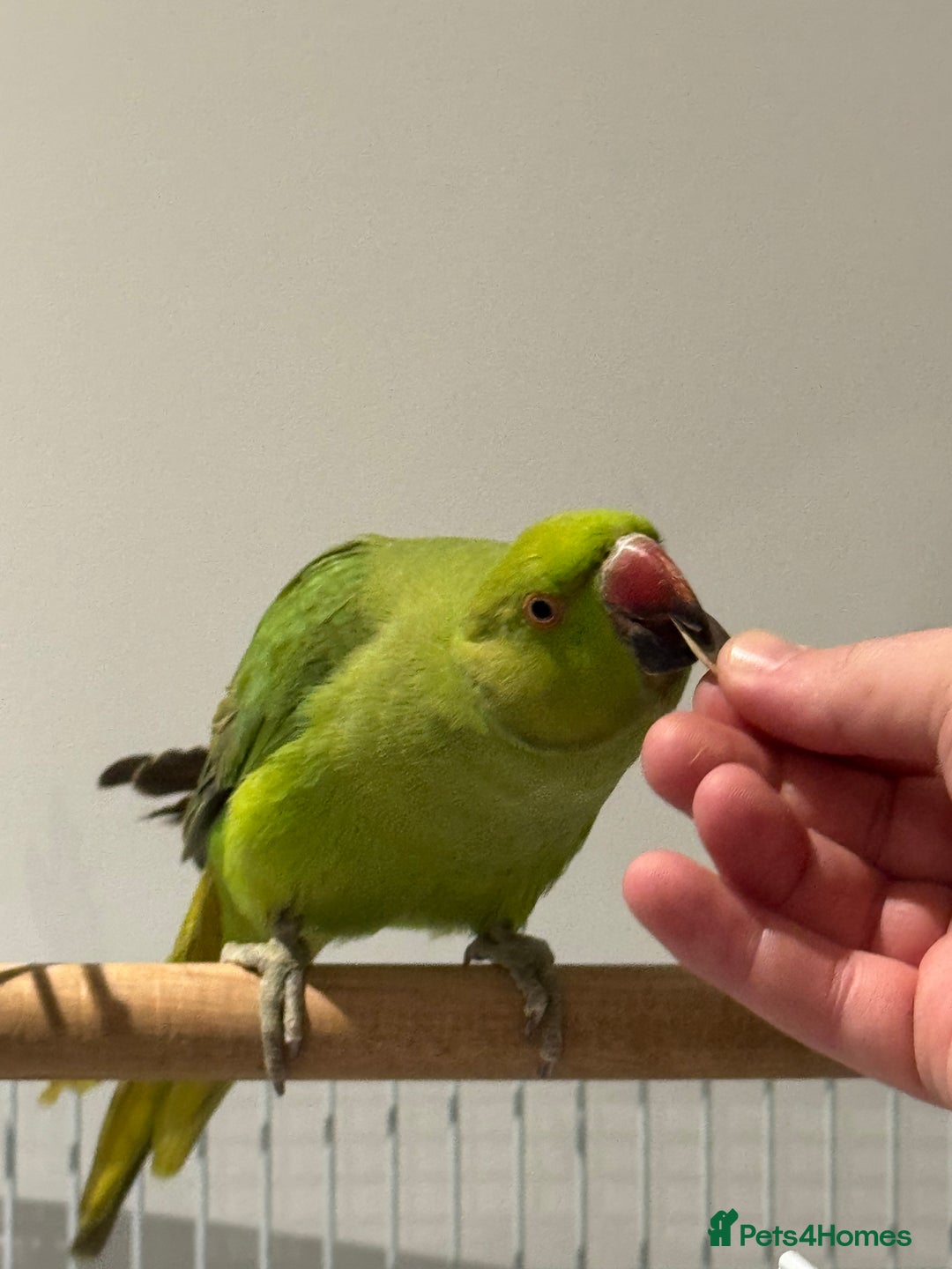 Ringnecks birds for sale: Young Green Ringneck Parakeet  - Advert 3