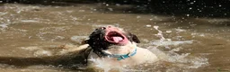 English Springer Spaniel dogs for sale: English springer spaniel  - Advert 3