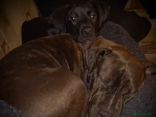 Mixed Breed dogs American staffie x Akita puppies - Advert 1