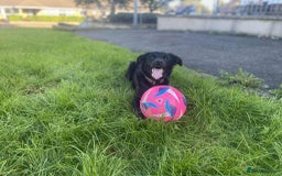 Mixed Breed dogs for sale: Golden Retriever Cross - Advert 4