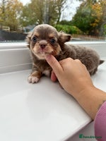 Chihuahua dogs - Advert 3