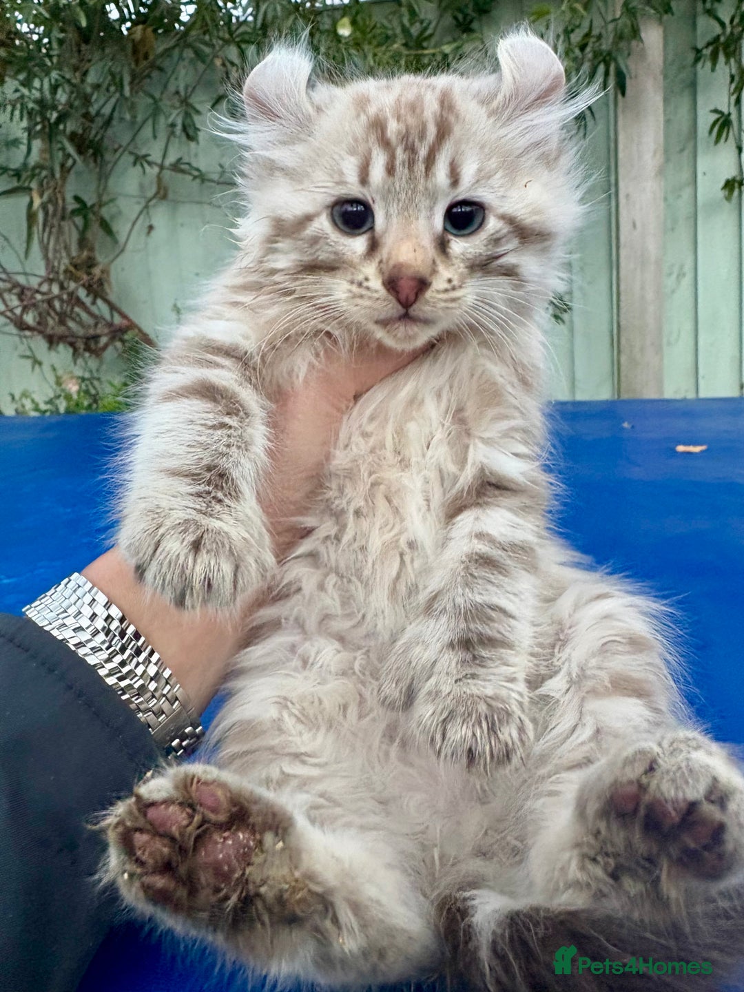 Savannah cats for sale: Super rare longhaired girl  - Advert 19