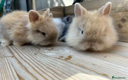 Lionhead rabbits for sale: Lion head baby bunnies  - Image 3