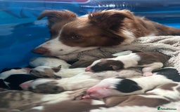 Border Collie dogs for sale: **🐾 Adorable Border Collie Puppies for Sale! 🐾** - Image 4