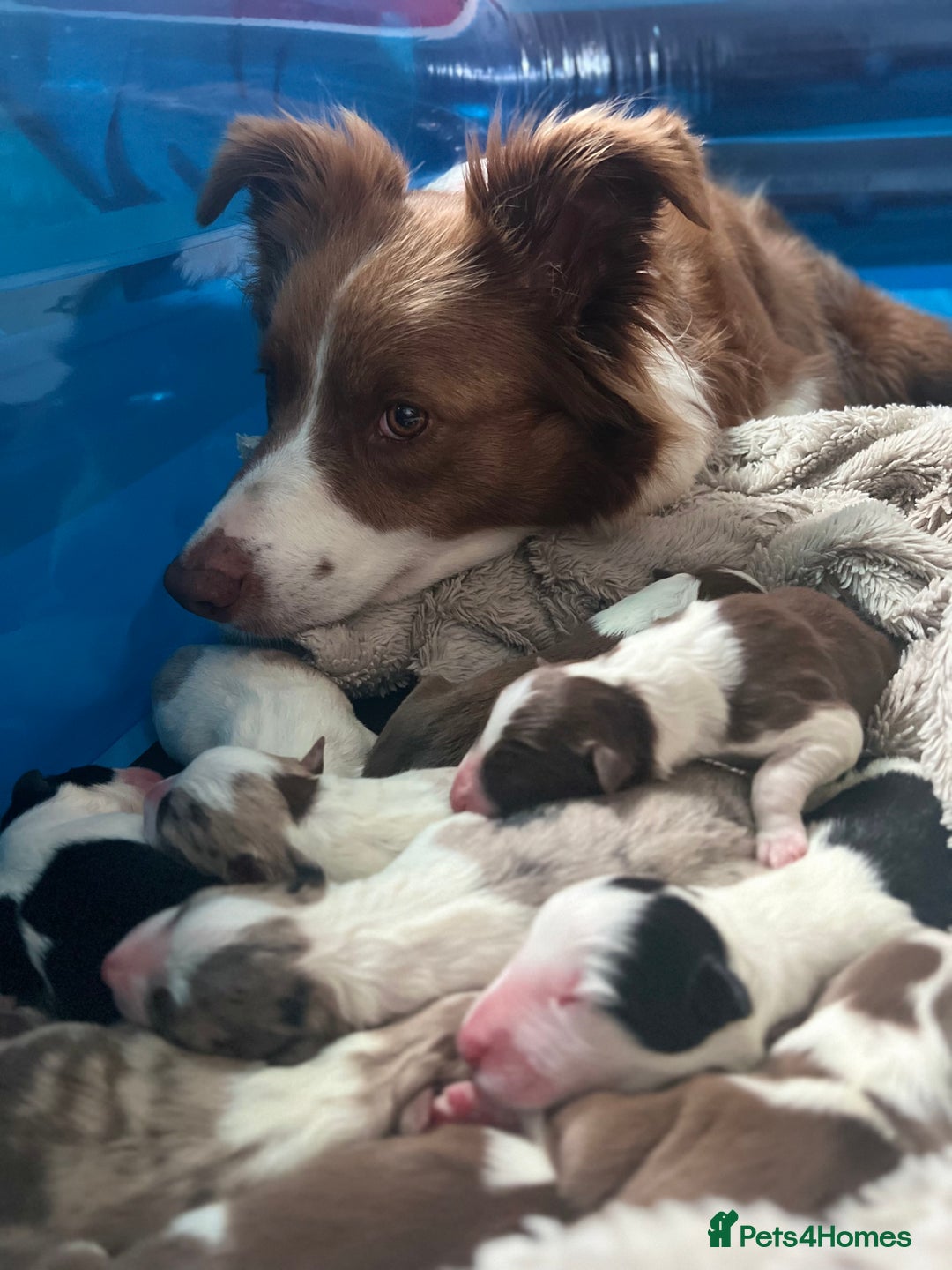 Border Collie dogs for sale: **🐾 Adorable Border Collie Puppies for Sale! 🐾** - Image 4