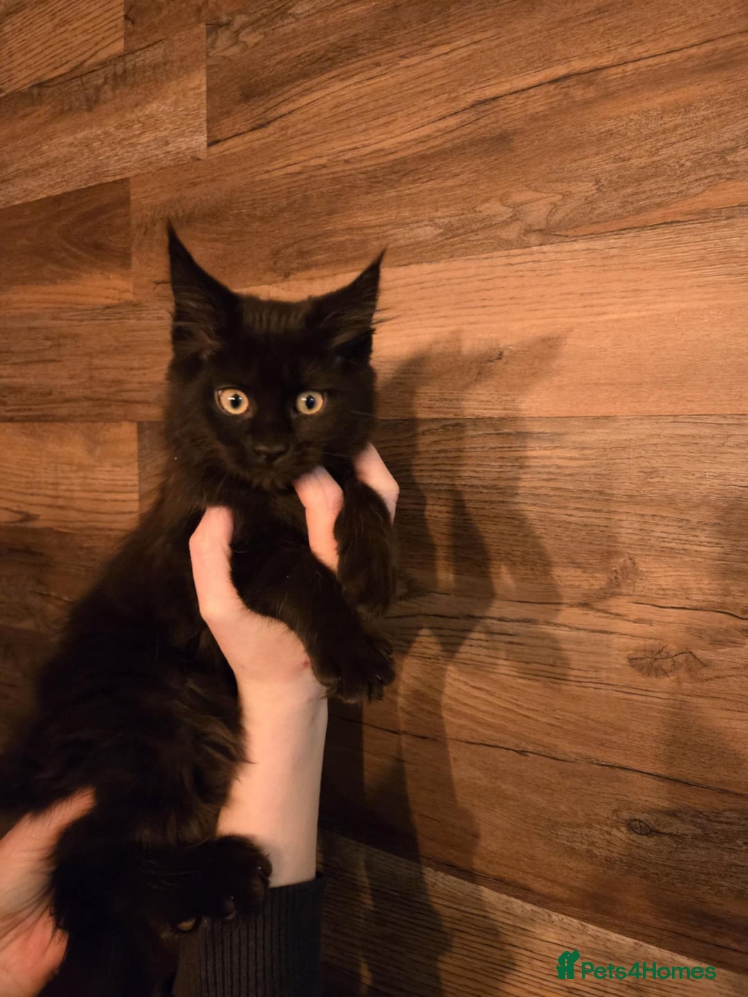 Maine Coon cats for sale: GCCF Maine Coon kittens 1 black F 1 black smoke M - Advert 21