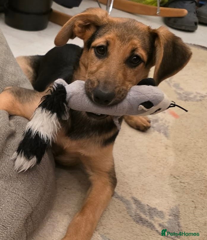 Mixed Breed dogs Gentle Leyla seeks a patient and happy home - Advert 4