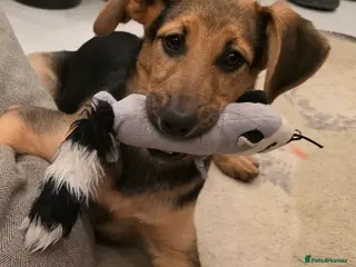 Mixed Breed dogs Gentle Leyla seeks a patient and happy home - Advert 4