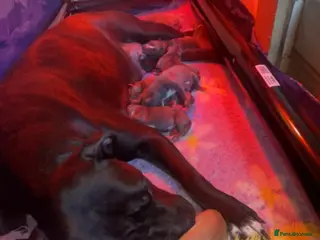 Mixed Breed dogs staffy X pups - Advert 18