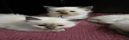 Ragdoll cats for sale: TICA/GCCF registered ragdoll kittens - Advert 15