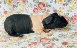 Guinea Pig rodents for sale: Pair of skinny pig baby boys ready now - Image 6