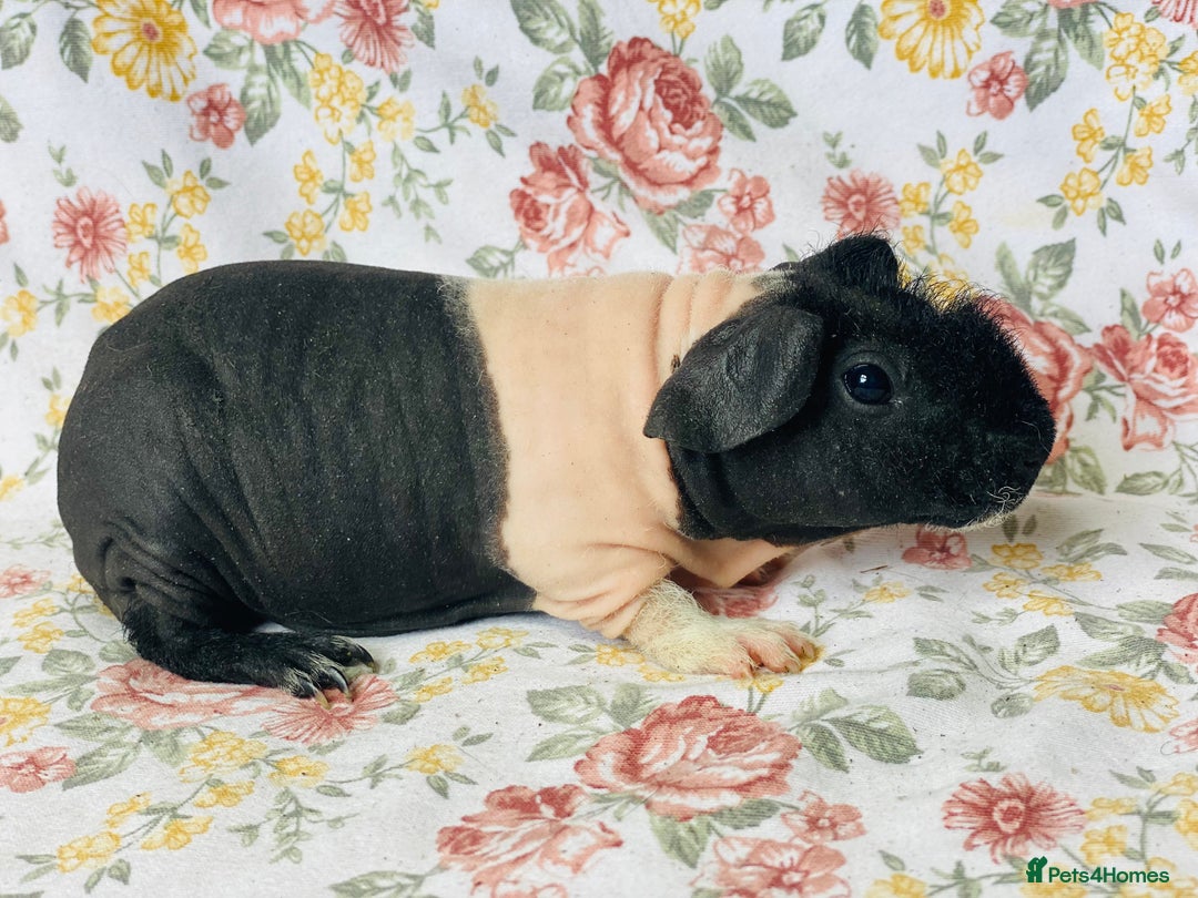 Guinea Pig rodents for sale: Pair of skinny pig baby boys ready now - Image 6
