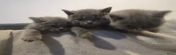 British Shorthair cats for sale: British shorthair kittens  - Advert 11