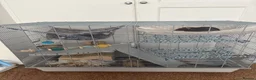 Rat rodents for sale: Rehoming for two male rats  in London - Advert 4