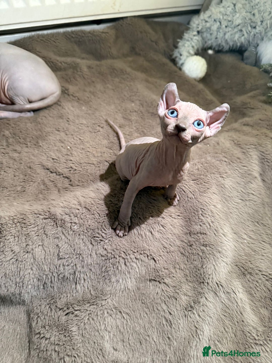 Sphynx cats for sale: Elf’s Sphinx kitten for sale - Advert 3