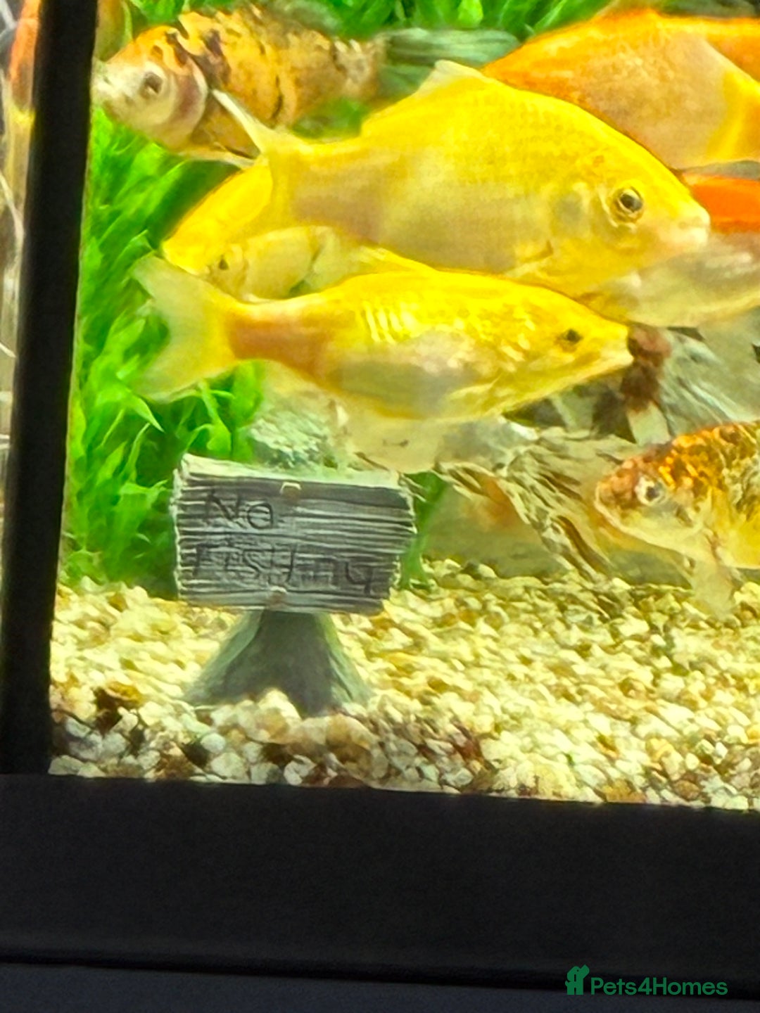 Goldfish fish for sale: Goldfish  - Image 2