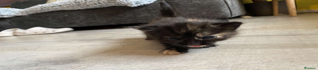 Munchkin cross kitten 2