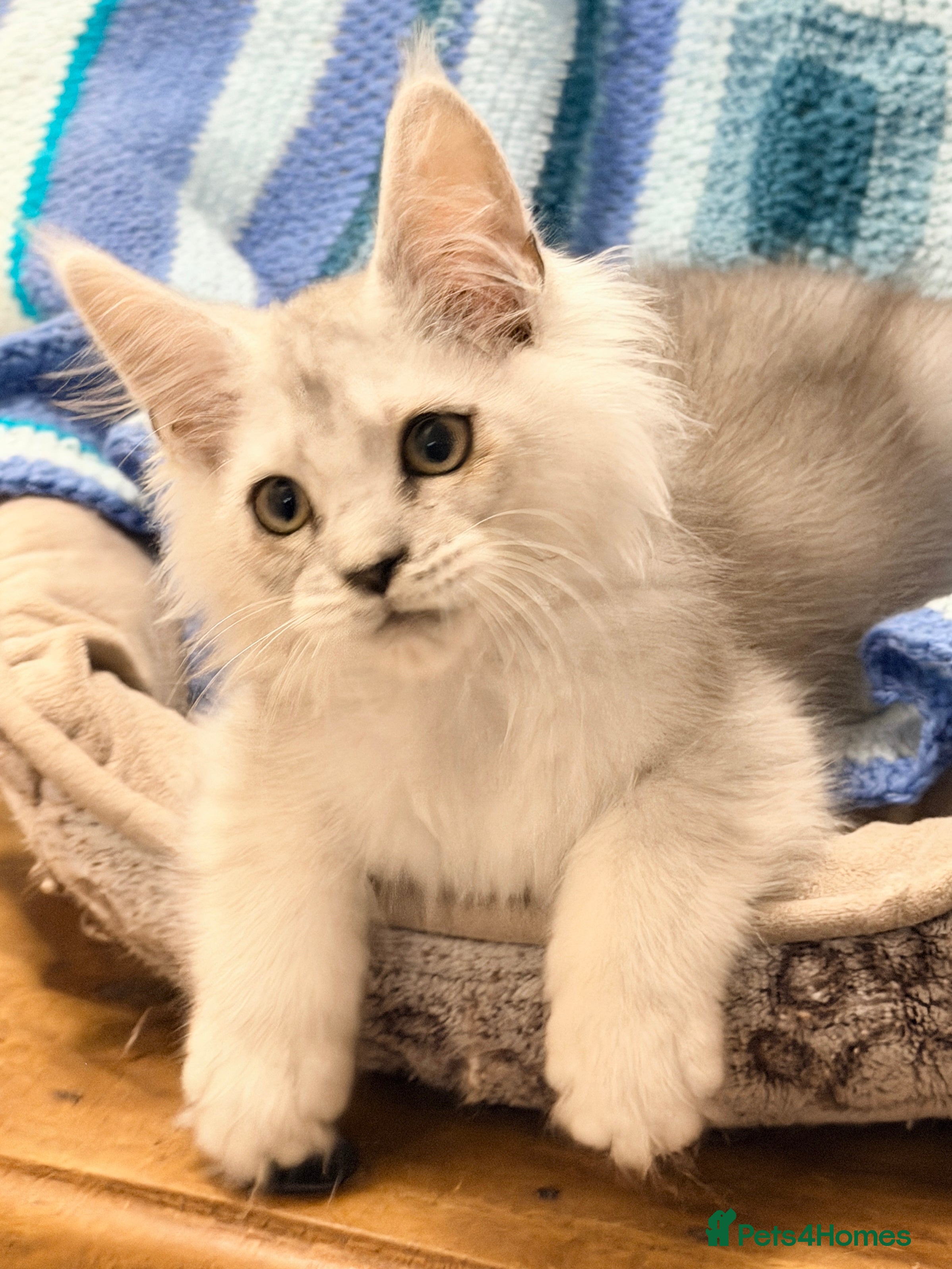 Maine Coon cats 🐾💠 *TICA REG* SILVER MAINE COON KITTENS 💠🐾 - Advert 3