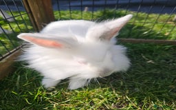Mixed Breed rabbits for sale: Stunning little boy - Image 2