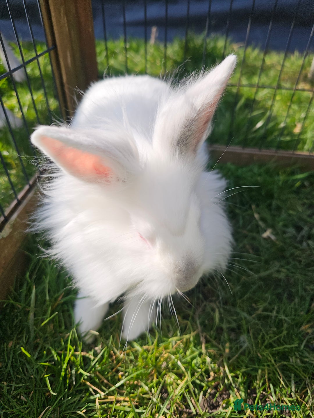 Mixed Breed rabbits for sale: Stunning little boy - Image 2