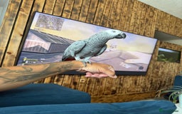 Parrots birds for sale: Tame African Grey  - Image 1