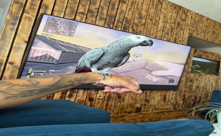 Parrots birds - Advert 5