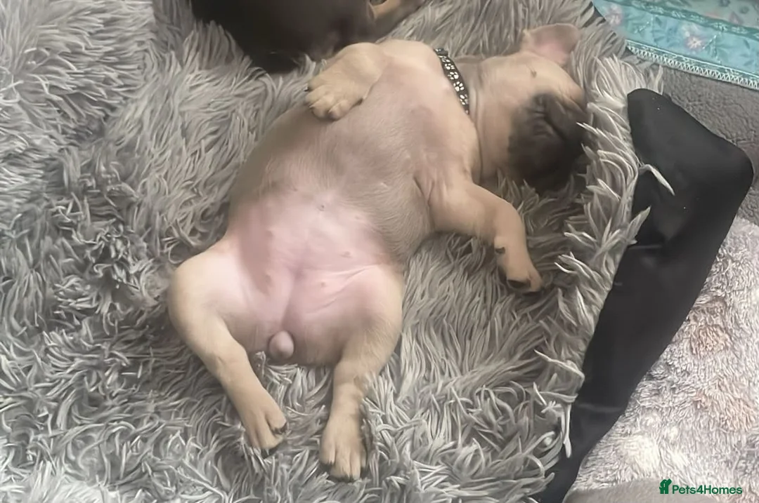 French Bulldog dogs for sale: Beautiful female French bulldog  - Advert 8